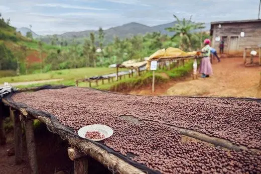 Ethiopian Coffee Flavor Profile: Floral & Fruity