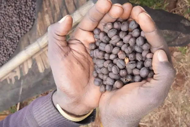 Coffee Beans for Brewing Methods | Espresso, French Press