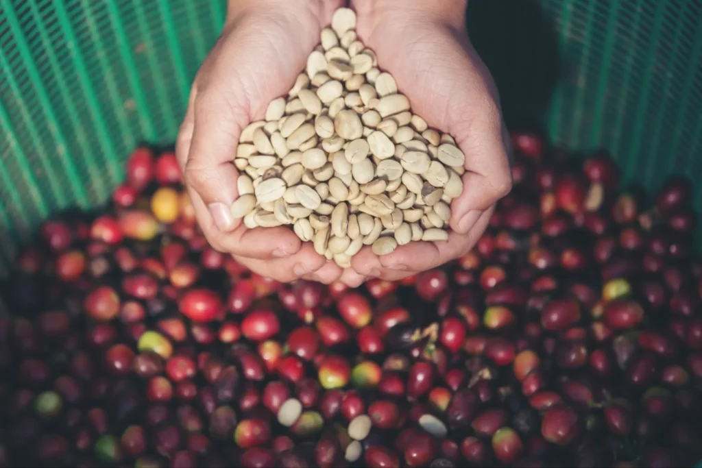 Best Coffee Beans in Pakistan: How Beginners Should Choose the Right Beans (2026 Guide)