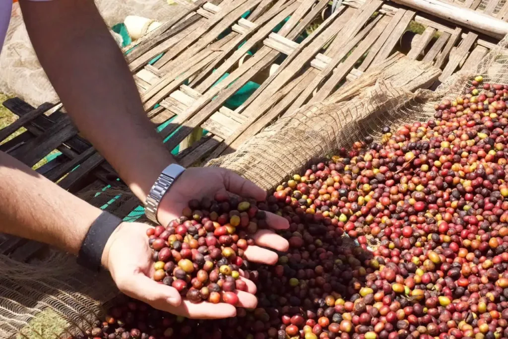 Coffee Grind Size Explained: A Simple Chart for Every Brewing Method