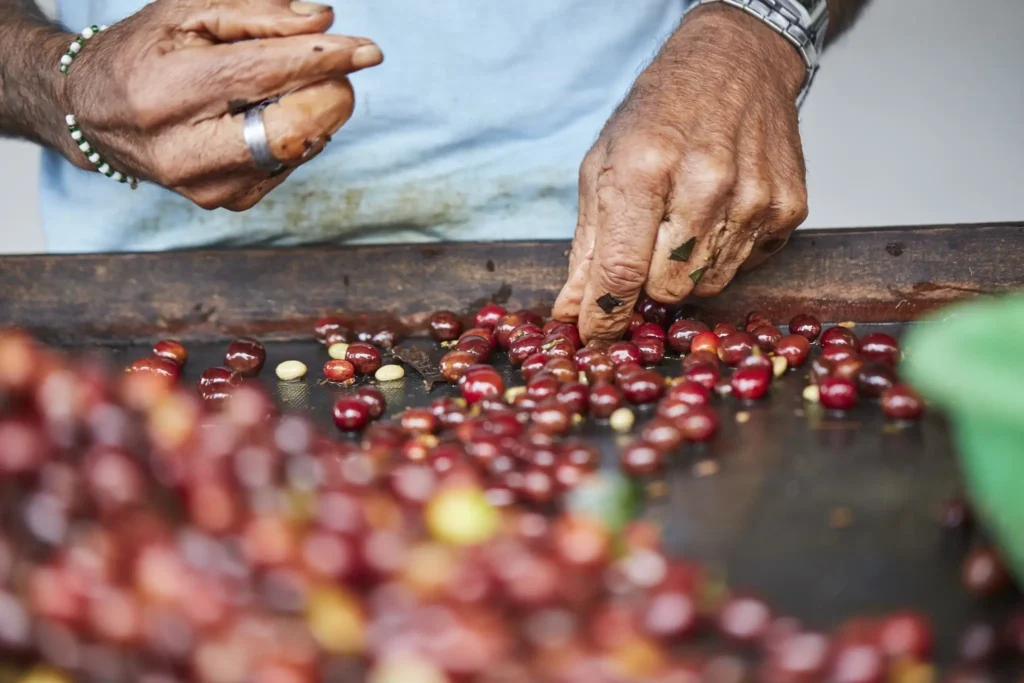 best coffee beans in Karachi brewland